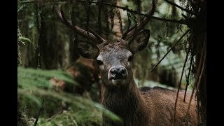 Fiordland Wapiti Hunting Adventure 2021