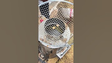 5771: No hands needed: Chinese machine automates chestnut peeling with precision