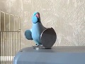 Ожереловый попугай Сеня что то хочет от своего отражения
