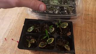 Euonymus is easy to propagate from cuttings