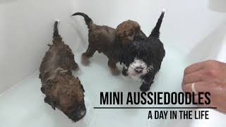 Mini Aussiedoodles  A Day in the Life