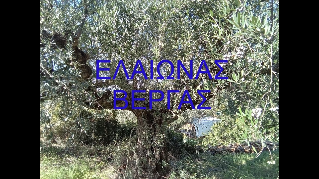 ΕΛΑΙΩΝΑΣ ΒΕΡΓΑΣ ΚΑΛΑΜΑΤΑΣ