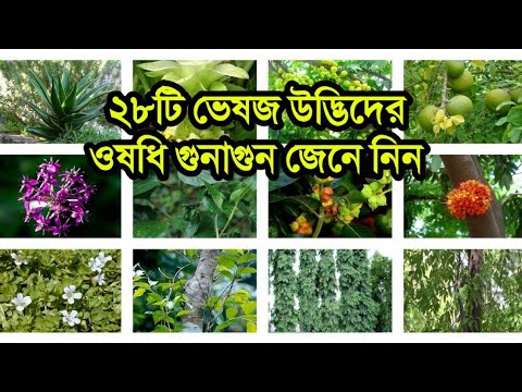 ভিডিও: জৈবিক পদ্ধতি দ্বারা উদ্ভিদ সুরক্ষা। ধারাবাহিকতা