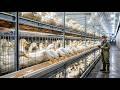 This is How Vietnamese People Raise 1M Ducks using Modern Technology -Duck Farming