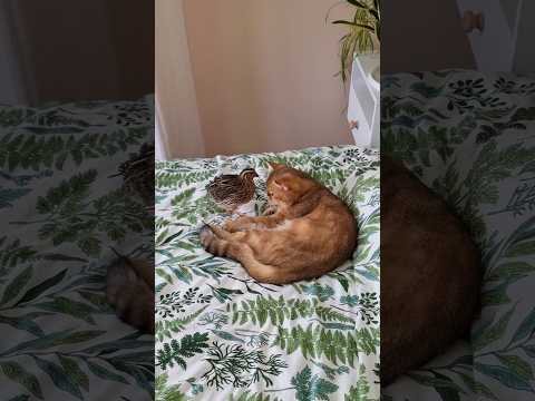 Как кошка и птица стали лучшими друзьями #животные #необычная_дружба