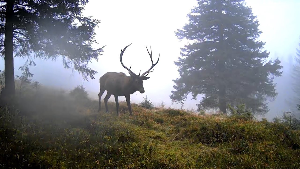 The 2024 Rut Season in 10 Minutes [Trail camera footage]
