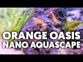Orange Pumpkin Shrimp 🦐 Aquascaping A Stunning Nano Shrimp Tank