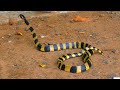 अहिराज:सापो का सिकारी।खतरनाक पर बेहद खूबूरत और शांत।Snake hunter | Banded krait | Venomous|Beautiful