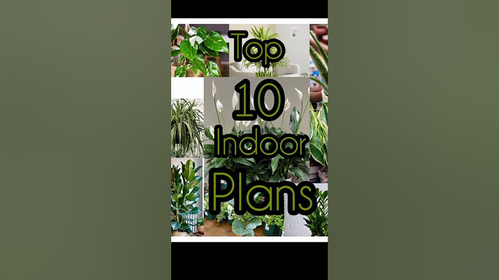 Top 10 indoor plants || https://youtu.be/gBeXkF1zdZ4?si=933TLi3S-SP94mW3