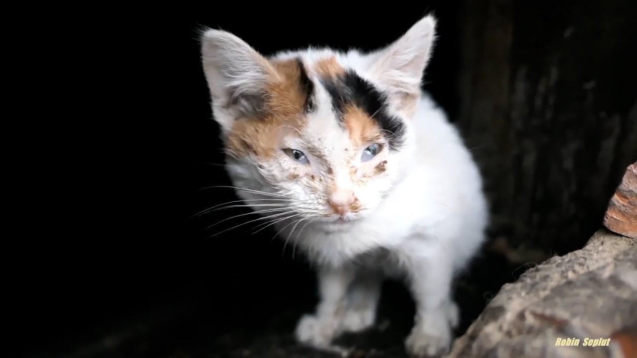 Very sick kitten rescued Before and After YouTube