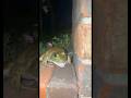 Screaming frog ￼