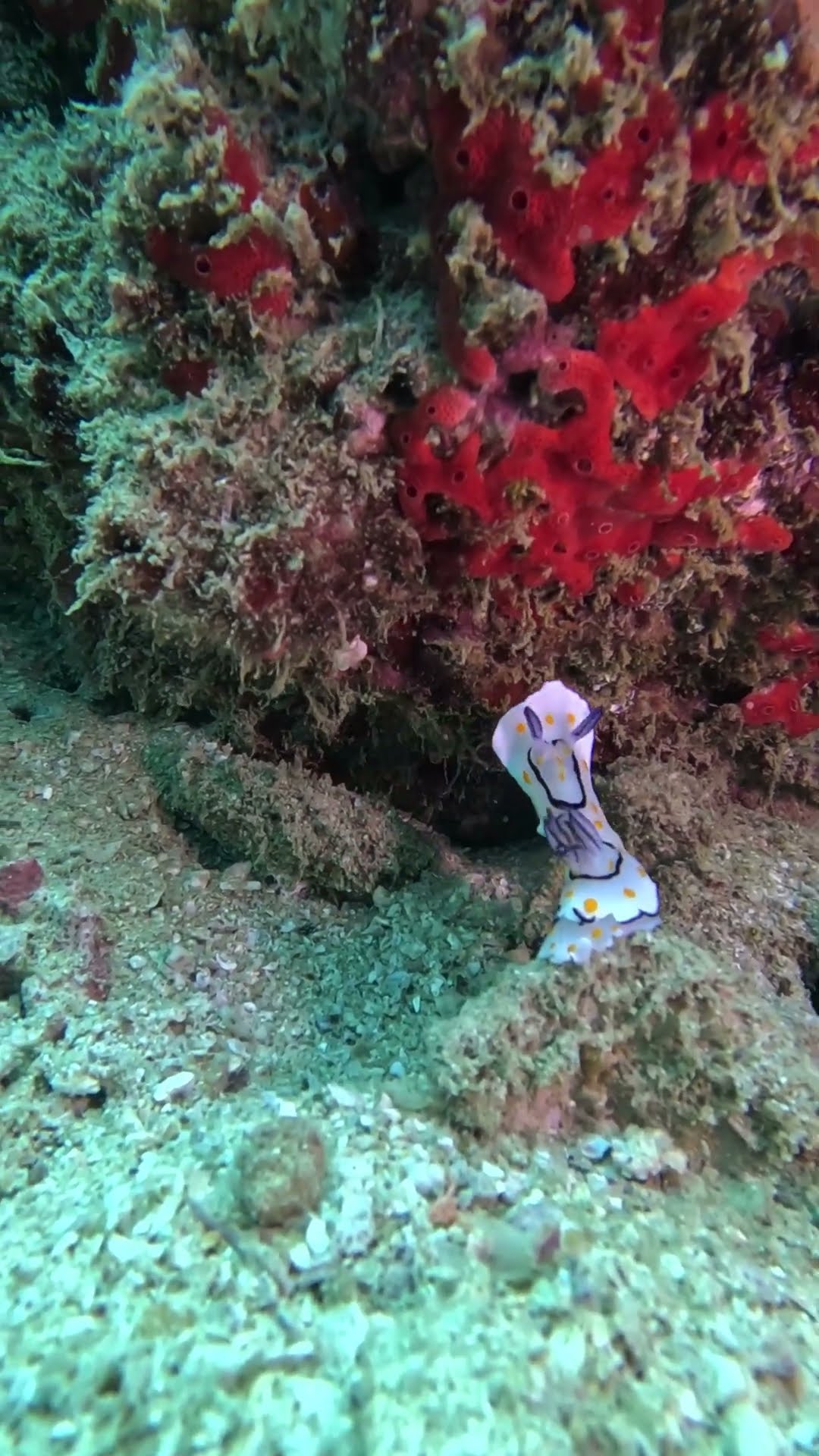 Nudibranch Tries to Reach And Climb a Rock