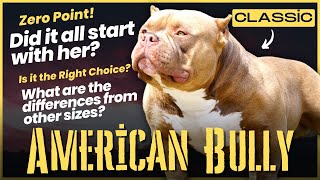American Bully Classic: Did it all start with her, What are the differences from other sizes?