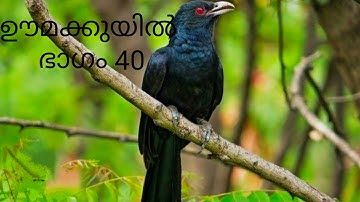 ഊമക്കുയിൽ ഭാഗം 40 തിരിച്ചുള്ള മറുപടി കേട്ടു 