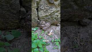 Mochuelo herido por gato! #rapaziño #galicia #mochuelo #athenenoctua #moucho #animals #animal #fyp