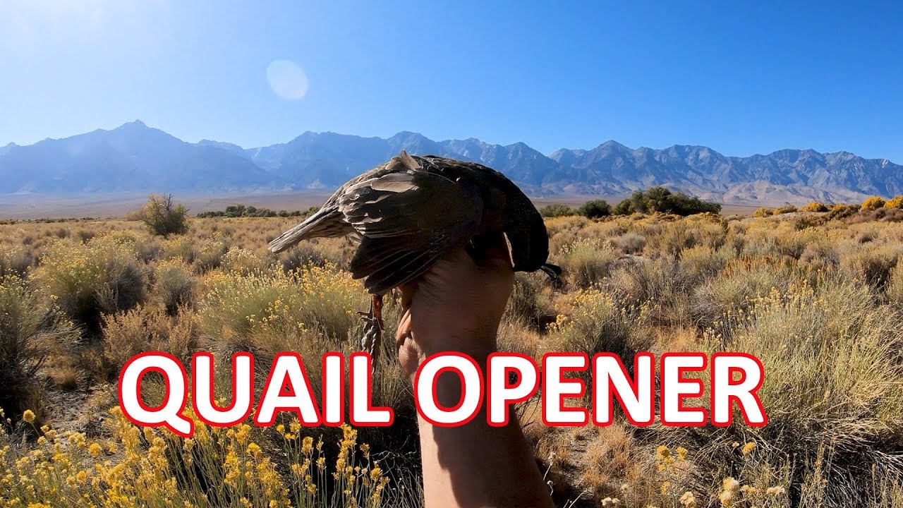 Открытие охоты на перепелов — долина Оуэнс