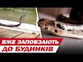 АКТИВІЗАЦІЯ ЗМІЙ в УКРАЇНІ! В ЖОДНОМУ РАЗІ НЕ РОБІТЬ ЦЬОГО під час зустрічі із ПЛАЗУНОМ
