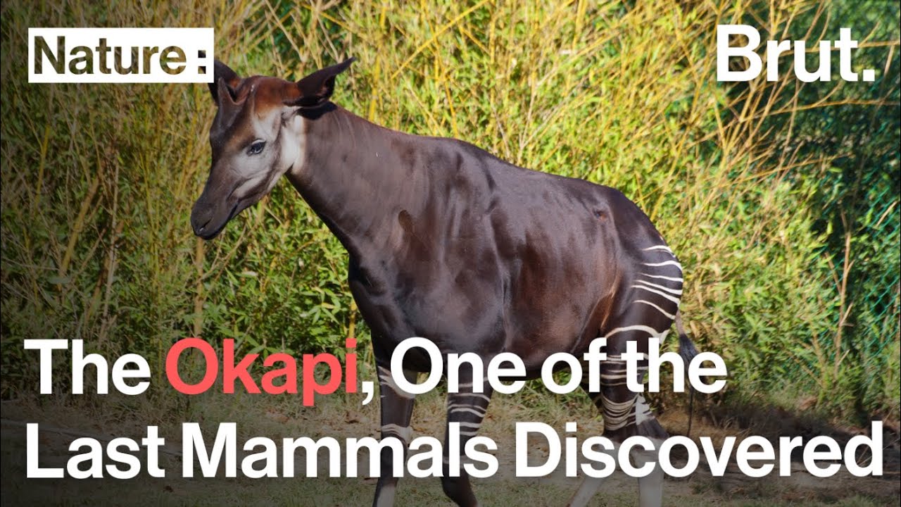 The Okapi Was One of the Last Large Mammals Discovered