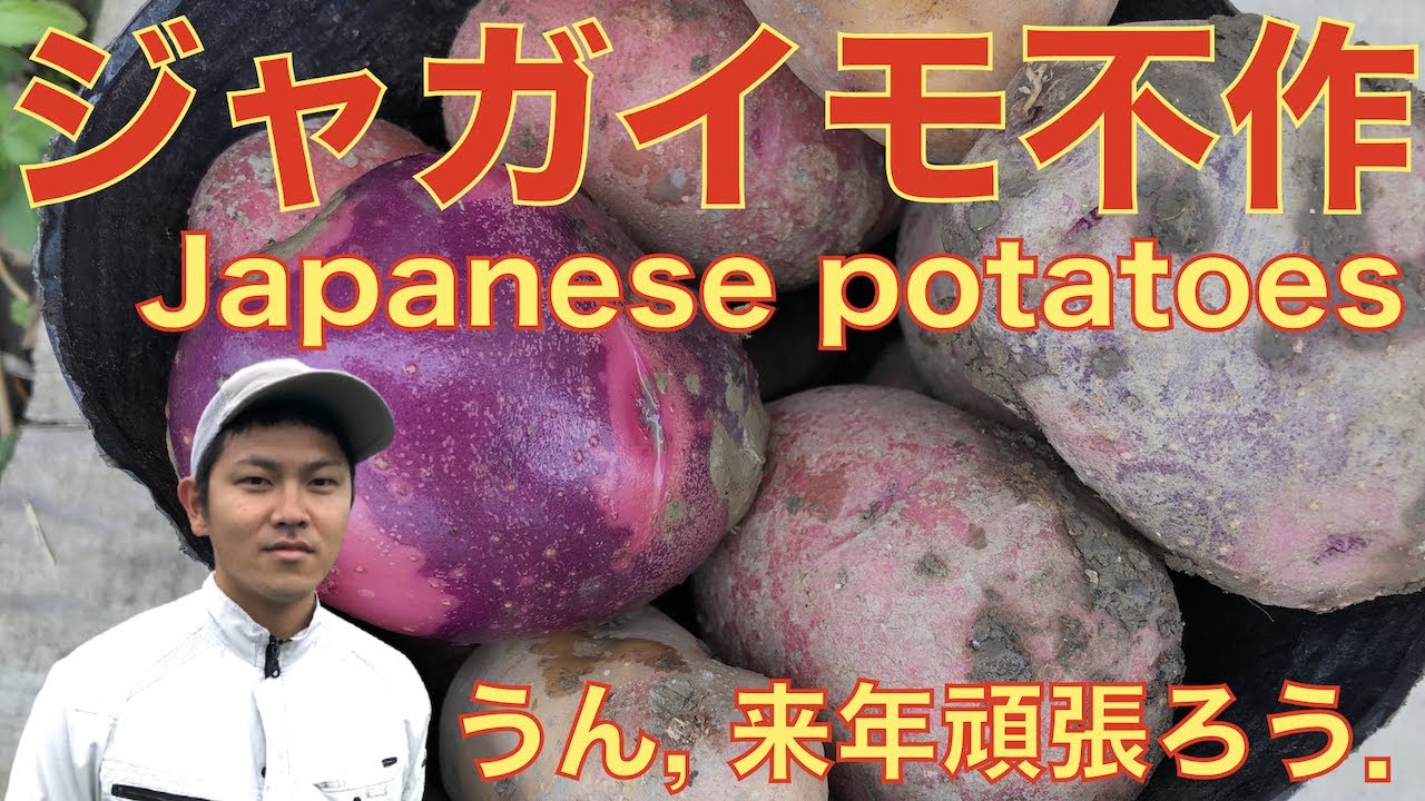 珍品種のじゃがいもの6種類の定植 特徴など アンデスレッド インカのめざめ グランドペチカ他3種 糸満フルーツ園 けんちゃん