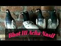 Kabootar hi kabootar  for pigeon birds lovers  lahore pakistan