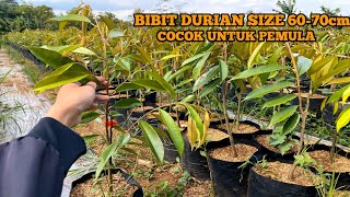 BIBIT DURIAN SIZE 60 - 70cm || HARGA EKONOMIS ONGKIR TERJANGAKU