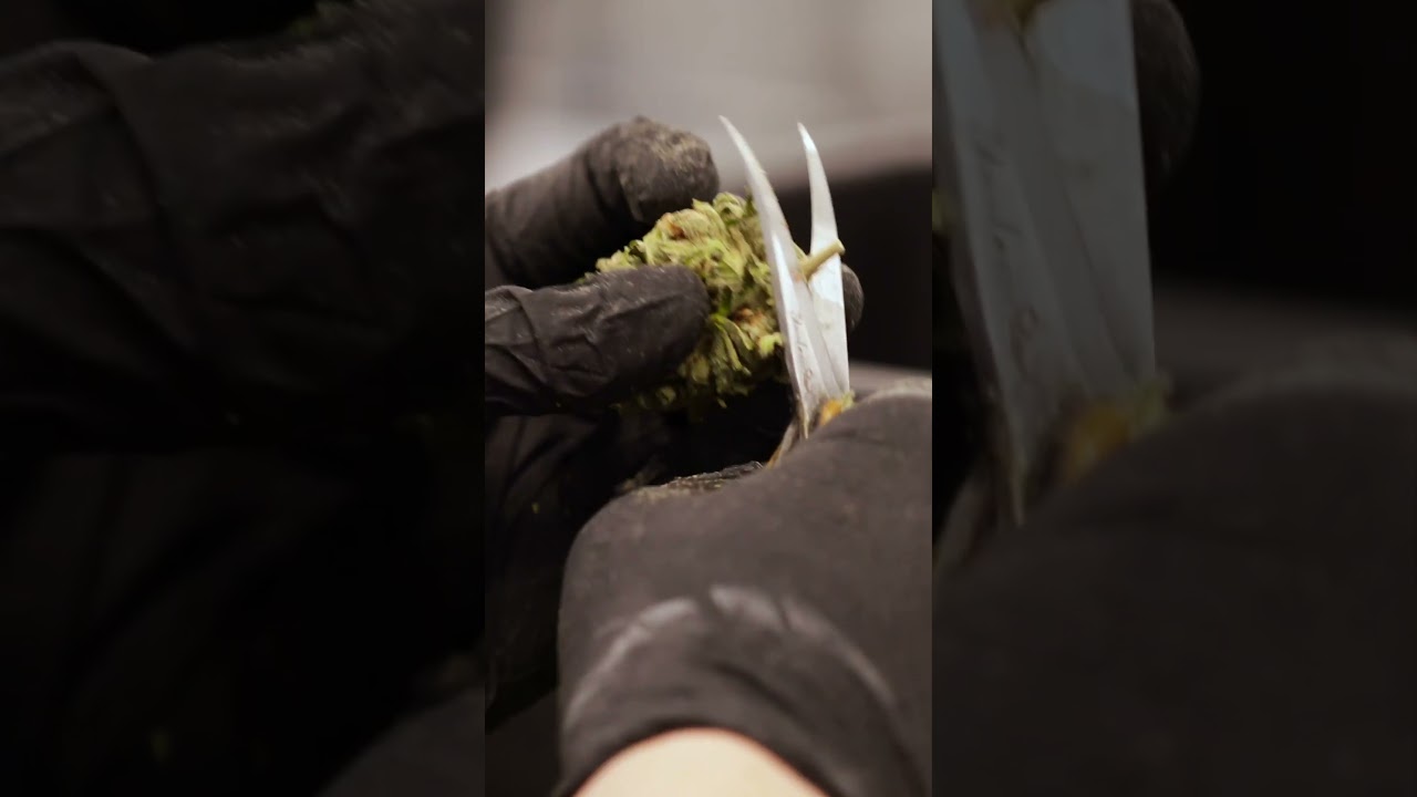 Cultivo indoor de Cannabis: Guia completo gratuito para download 