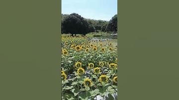 Drone Cinematic Video, ✨ Sunflower Time lapse,⌛ Sunflower. 🌞 Full Video in the Descriptions
