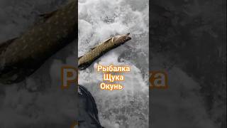 #рыбалка #2025 #щуказимой #окунь #fishing #fish #глухозимье #подводныймир #подпишись #
