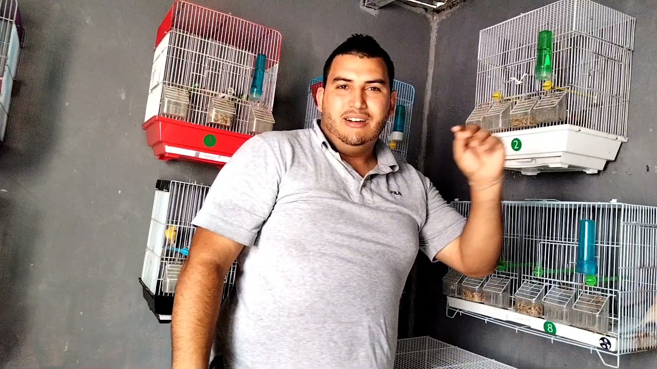 تعلم قص الاظافر لطيور الكناري مع يلانستفيد مع عماد