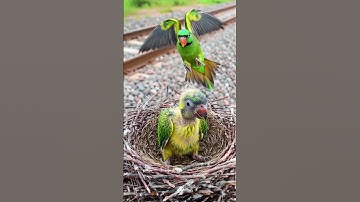 A parrot who built his nest on the railway track #ai #parrot #shorts