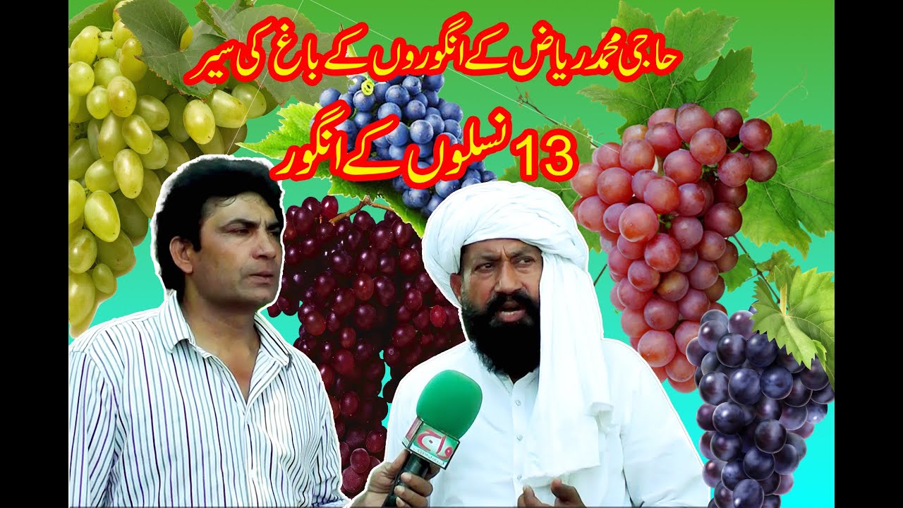 Haji Muhammad Riaz ke bagh me anghor ki 13 naslain[] graps garden visit ...