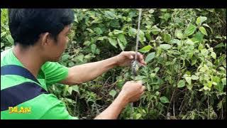 MIKAT BURUNG CIBLEK pake mp3 andalan masih jitu