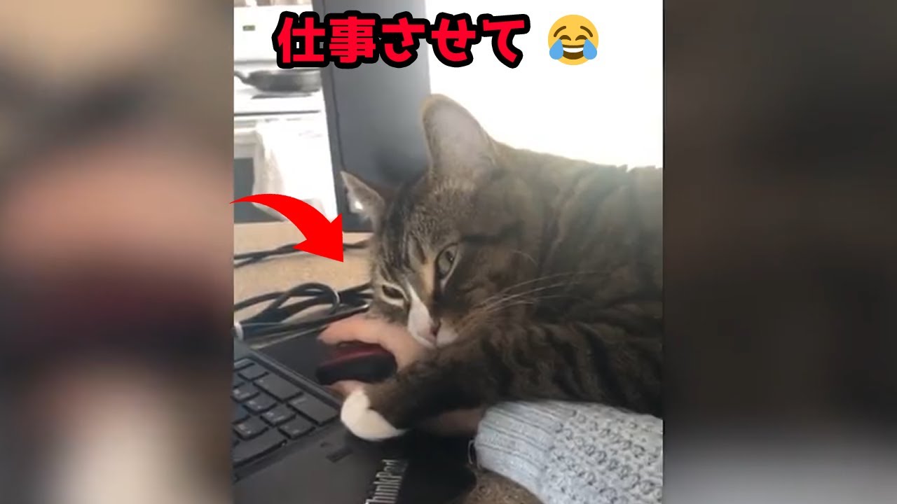 在宅勤務中に仕事の邪魔する猫 Youtube