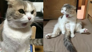 The Funniest Animals 😄 New Funny Cat Videos 😹 - Fails of the Week #23 by Synth Groove 1,240 views 4 weeks ago 17 minutes