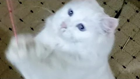 Video 11220401: eyes white persian cat, blue eyes persian cat, white persian cat playing, cats catlover kitten