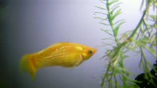 Underwater Aquarium Tropical Fish - Great Video for Cats!