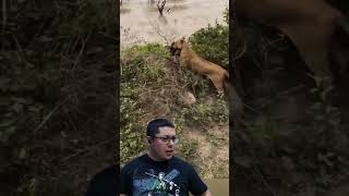 Leoa caça babuíno!!!