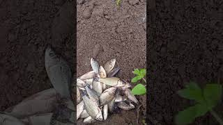 #fishing #рыбалканафидер замор в пруду