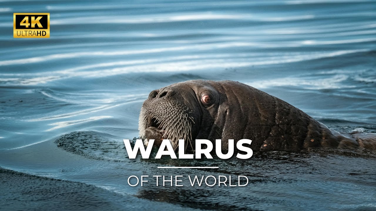 Walrus Facts: Everything You Need to Know About the Arctic's Iconic Marine Mammal 