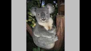 Pet Photo Fun KOALA BEAR HAPPY BIRTHDAY SONG Pet Photo Fun KOALA BEAR HAPPY BIRTHDAY SONG