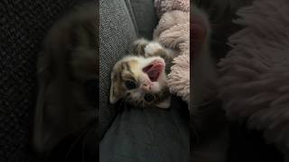 Meowing Kitten and Talking Kittens