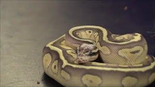 The secret to breeding the BEST ball pythons