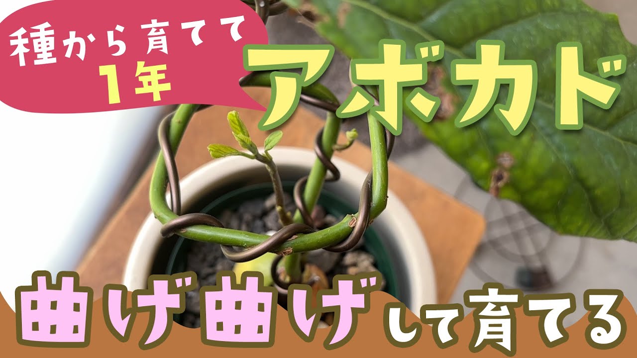 種から育てて1年】アボカドを自己流にアレンジ【植物の成長記録