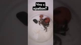 помогите пожалуйста что то с крабом:(