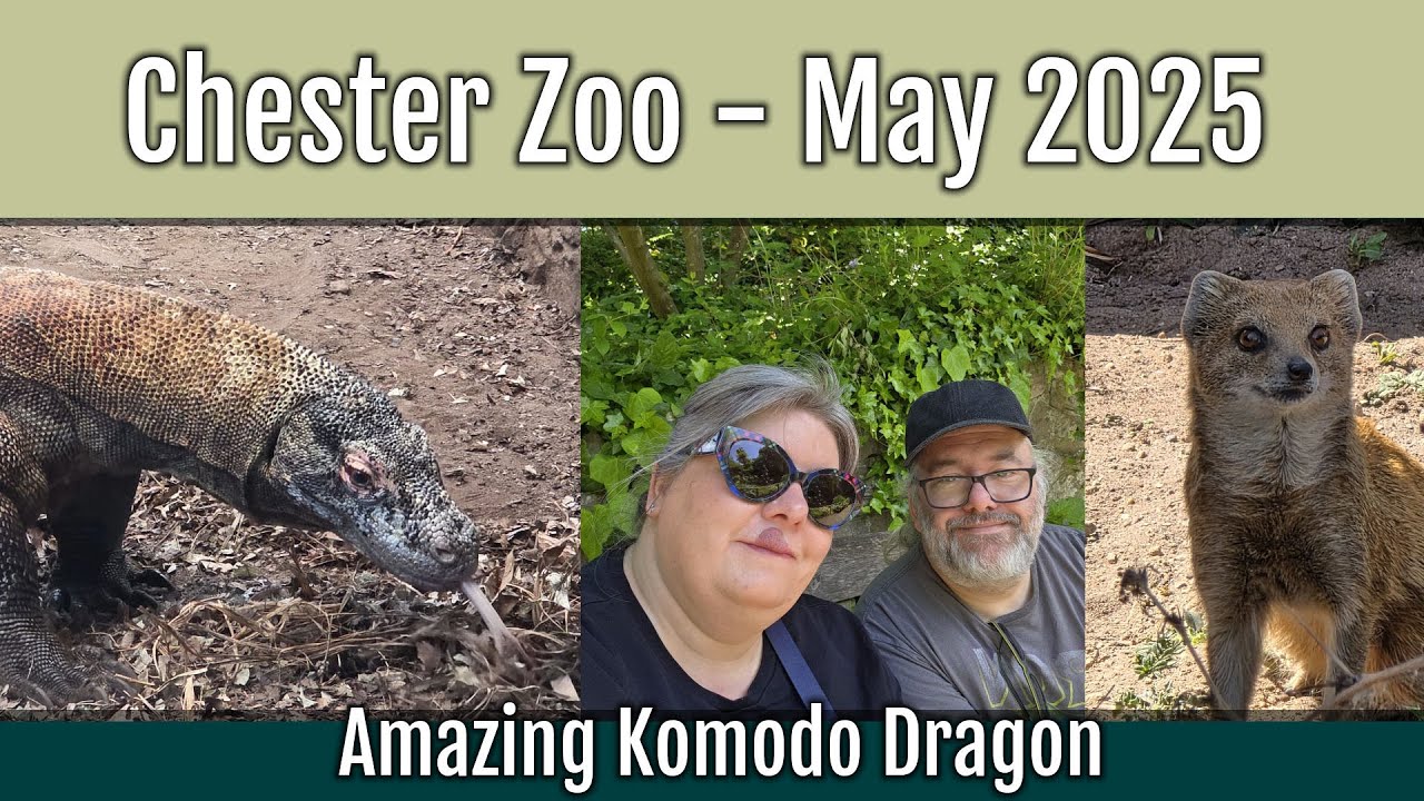 We Saw the Bat Eared Foxes in Chester Zoo - May 2025