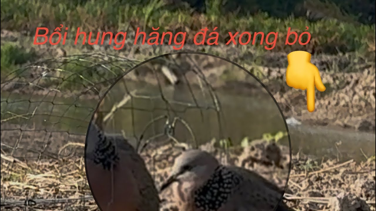 Bẫy chim cu gáy sóc trăng clip số 1  Ngày 19/2/2026 