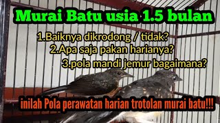 CARE PATTERN FOR TROTOLAN Murai Batu 1.5 months old...