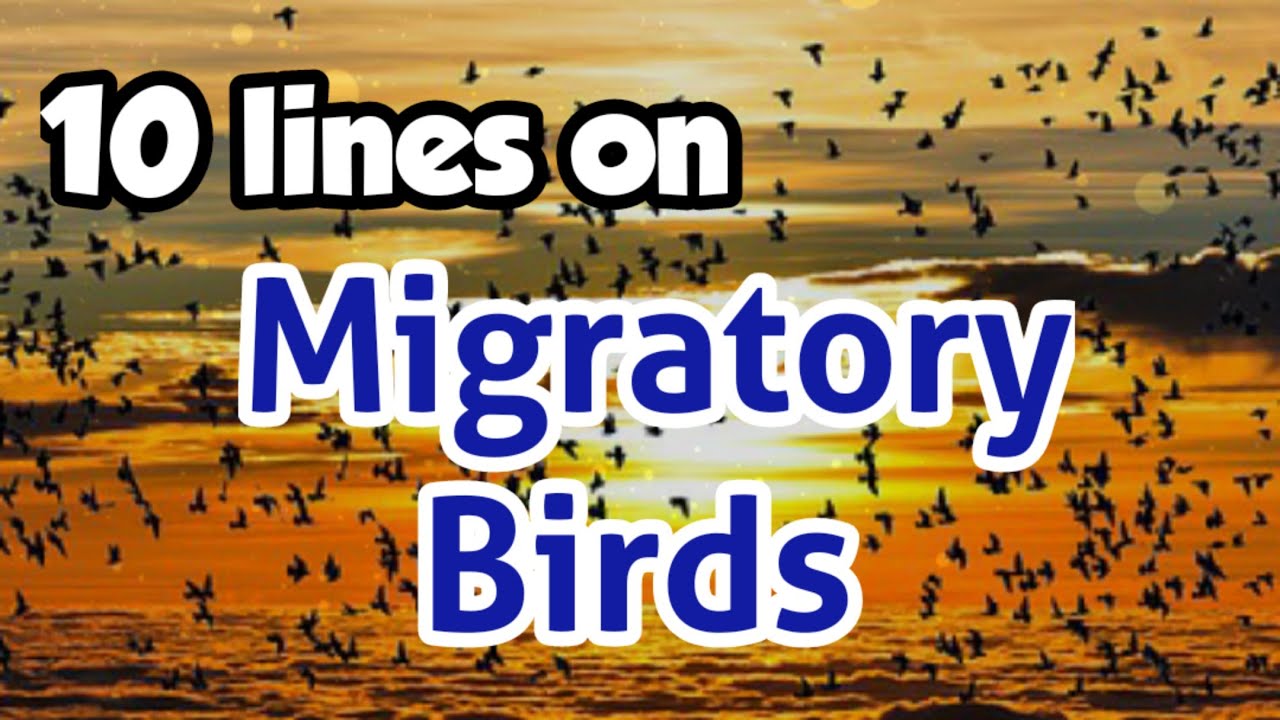 migration of birds short essay