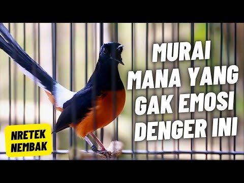 MURAI BATU GACOR FULL ISIAN TEMBAKAN KASAR KRETEKAN GANAS AMPUH MEMANCING EMOSI MURAI BATU