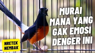 MURAI BATU GACOR FULL ISIAN TEMBAKAN KASAR KRETEKAN GANAS AMPUH MEMANCING EMOSI MURAI BATU